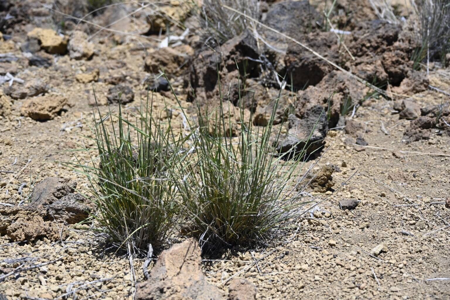 Arrhenatherum calderae habit