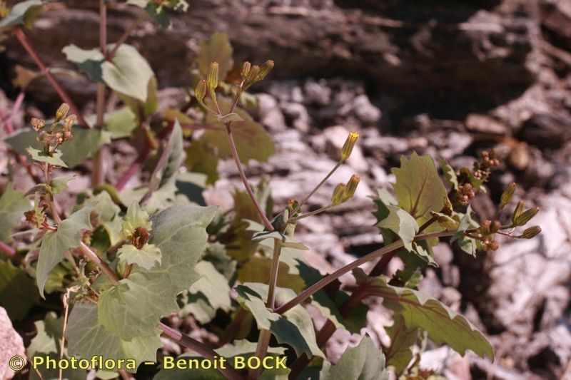 Senecio flavus habit