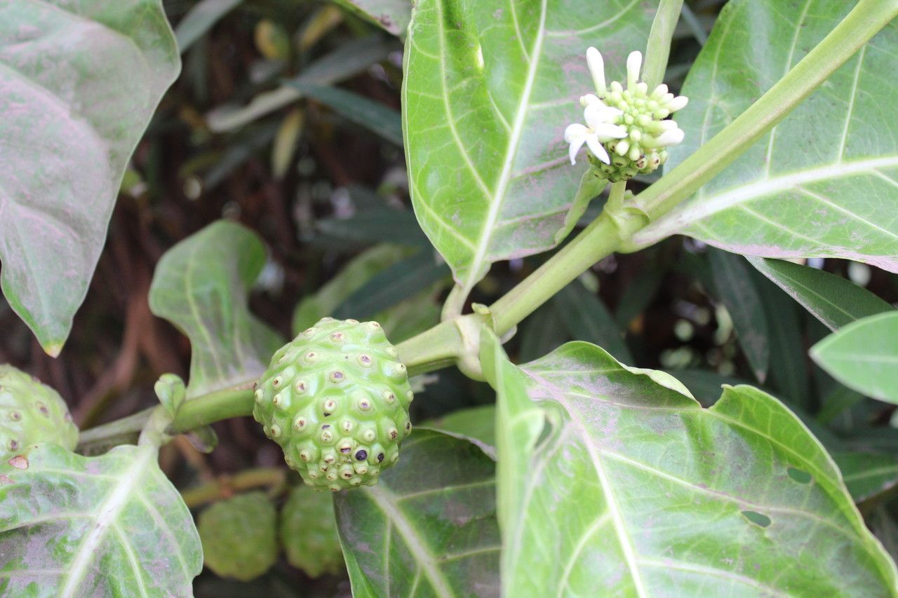 Morinda chrysorhiza — related species from the same genus