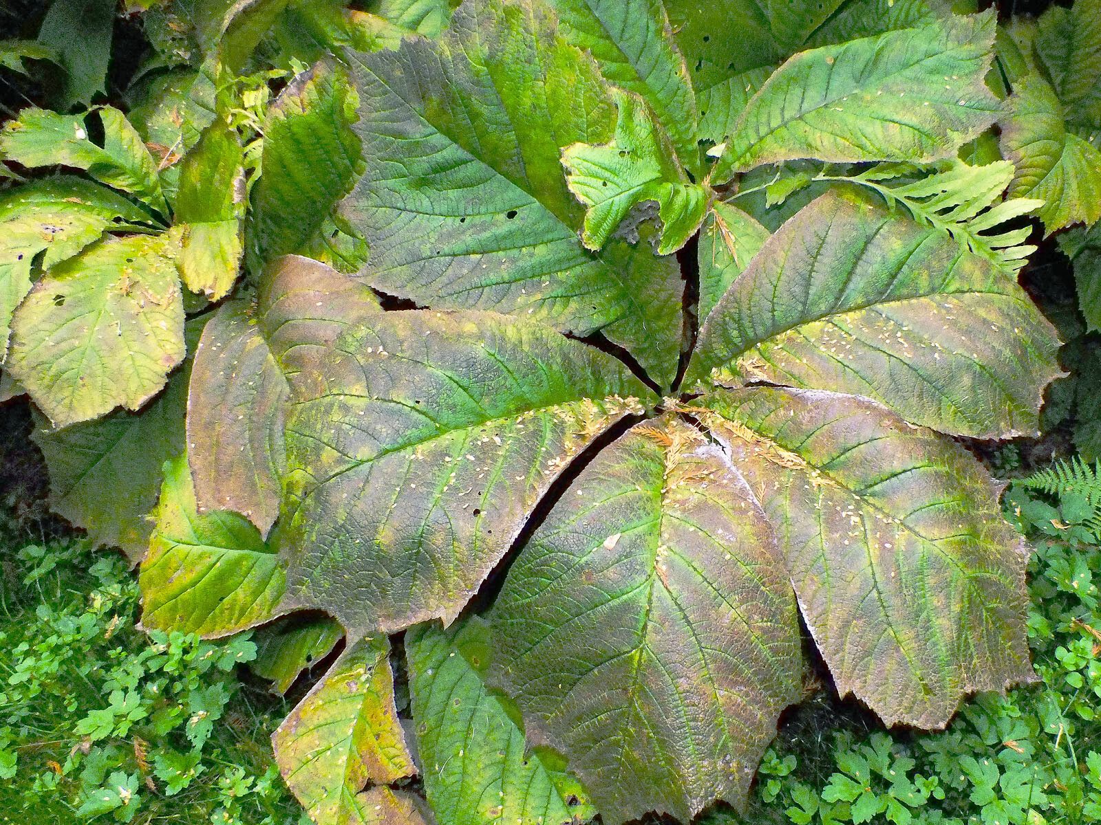 Rodgersia podophylla — related species from the same genus