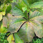 Rodgersia podophylla