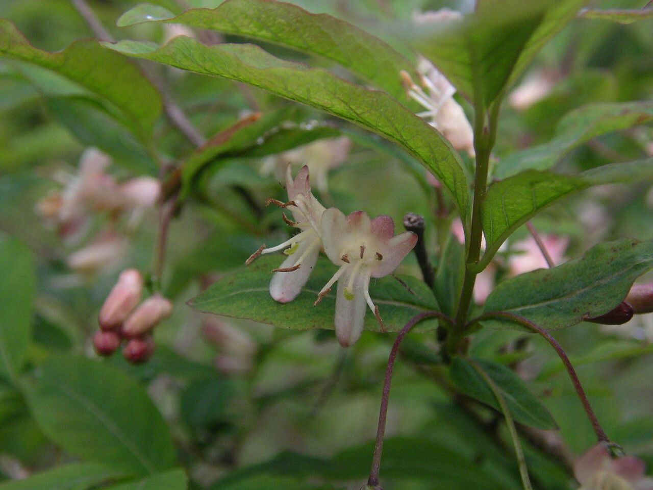 Lonicera nigra flower