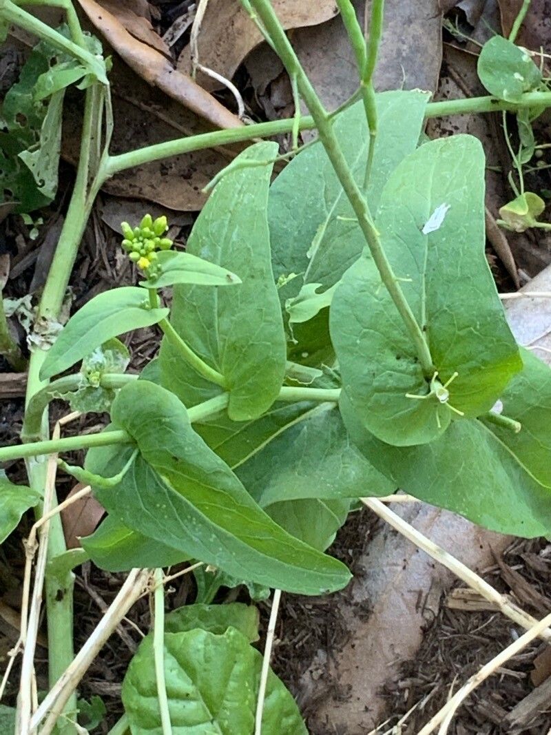 Myagrum perfoliatum leaf