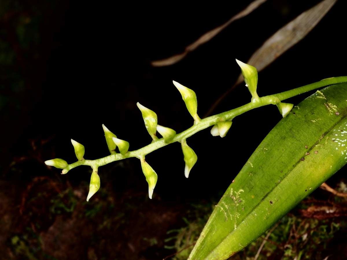 Thelasis carinata flower