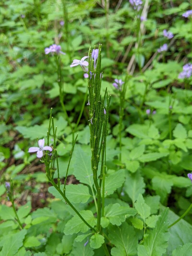 Cardamine chelidonia fruit