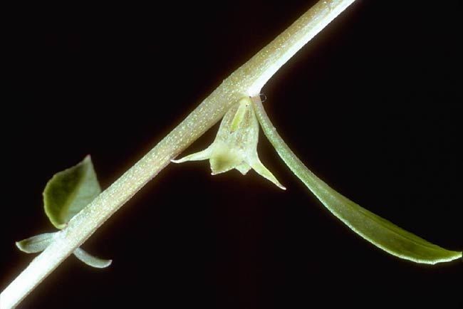 Ludwigia curtissii — search result for 'Ludwigia'