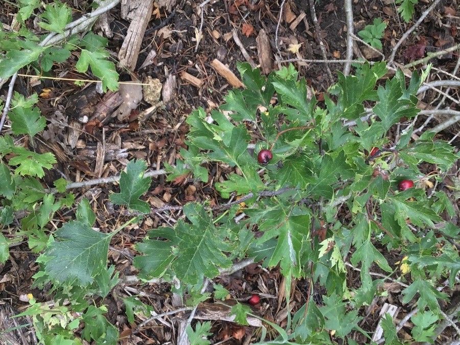 Crataegus songarica fruit