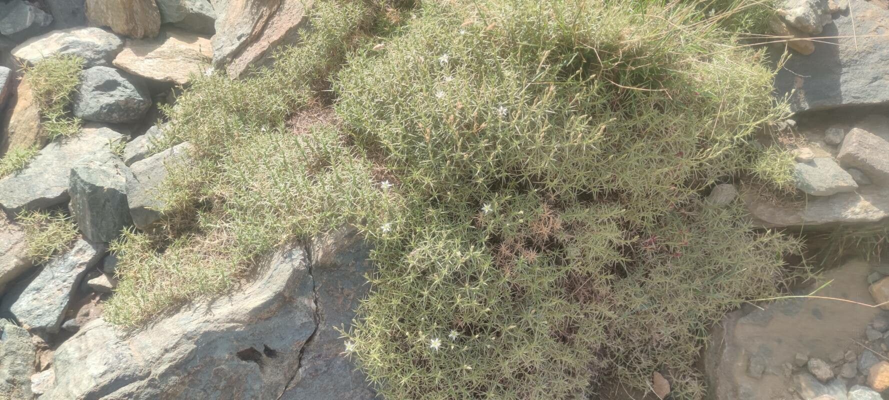 Arenaria pungens habit