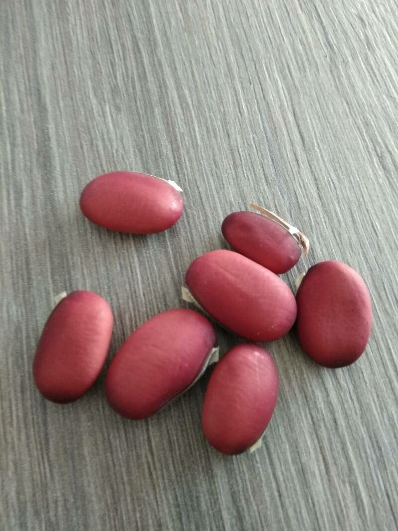 Canavalia gladiata fruit