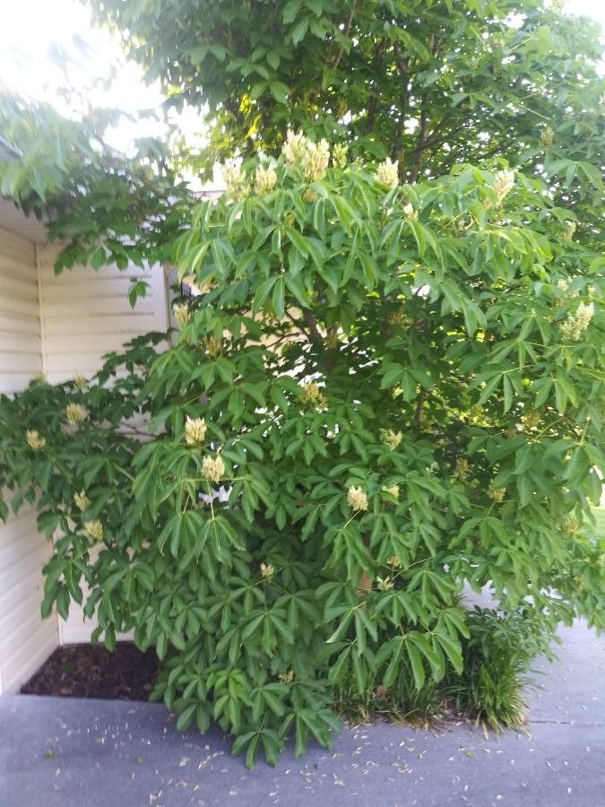 Aesculus sylvatica leaf