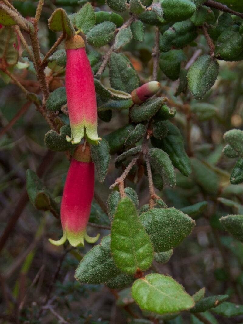 Correa reflexa flower