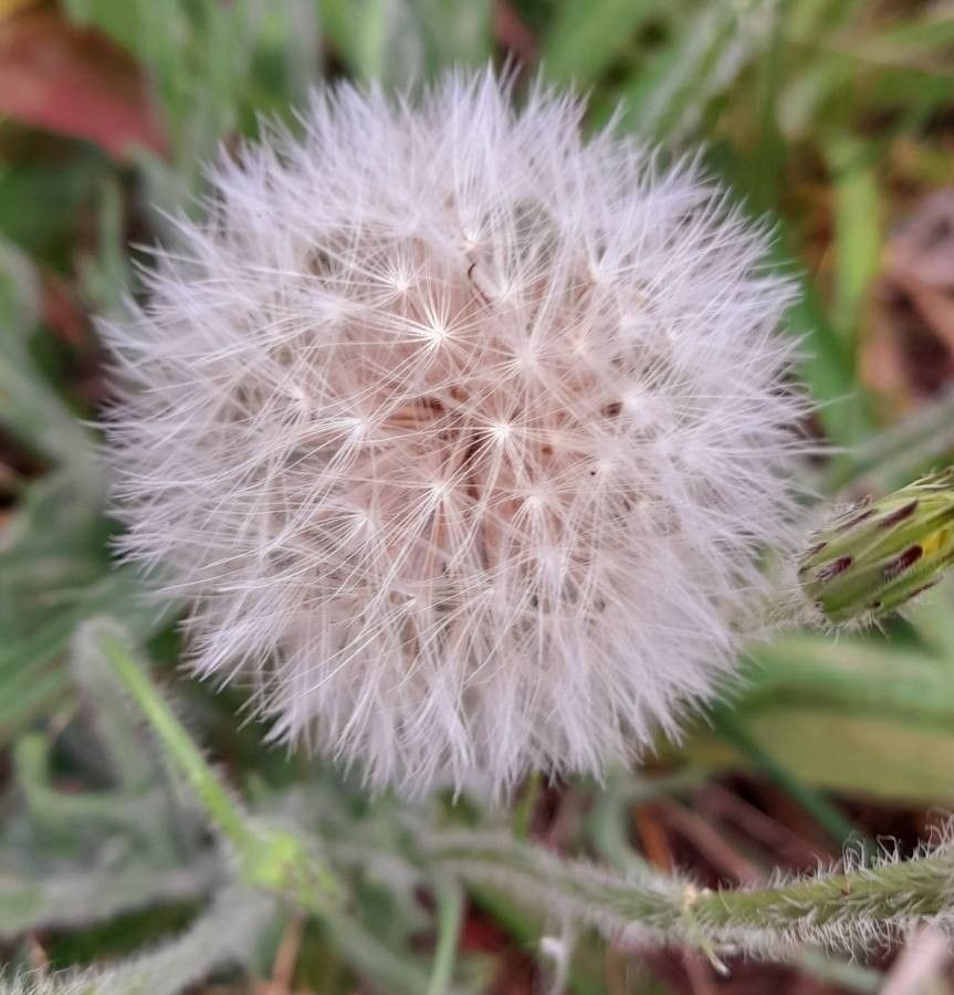 Chaptalia nutans fruit