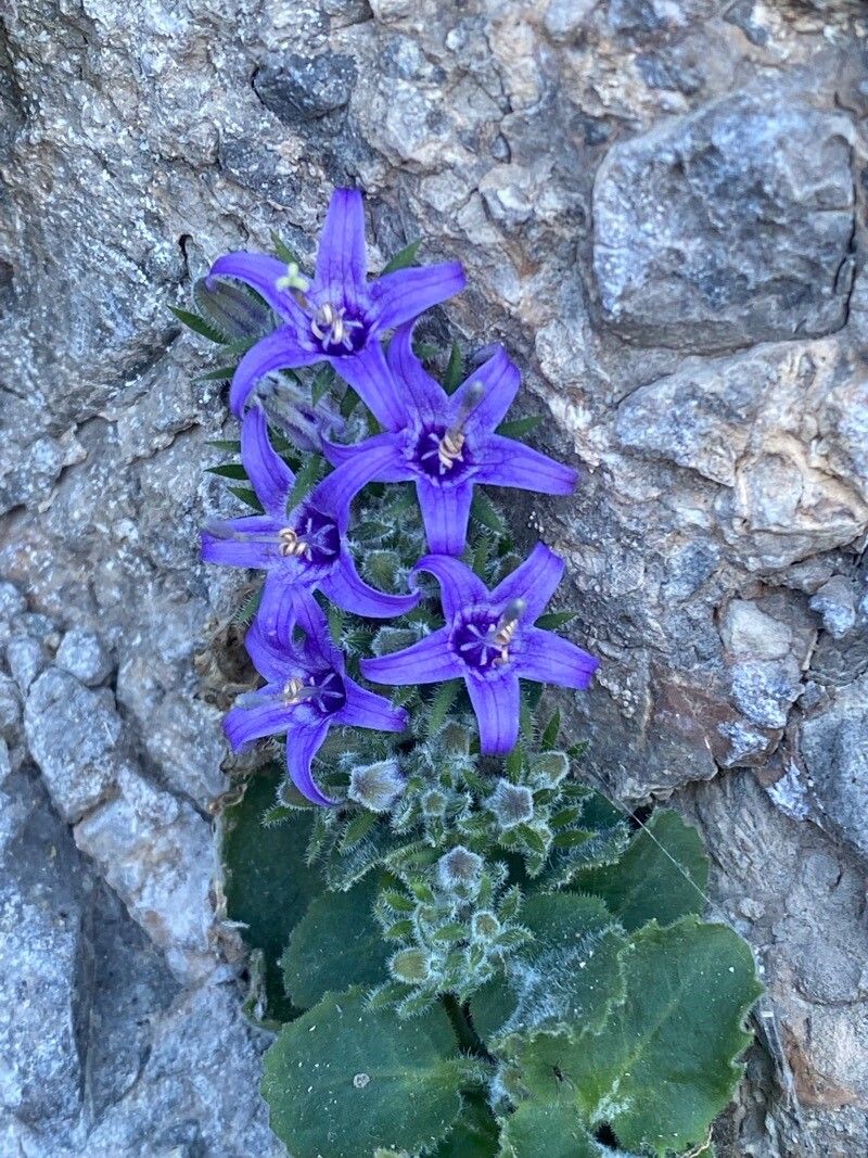 Campanula elatinoides flower