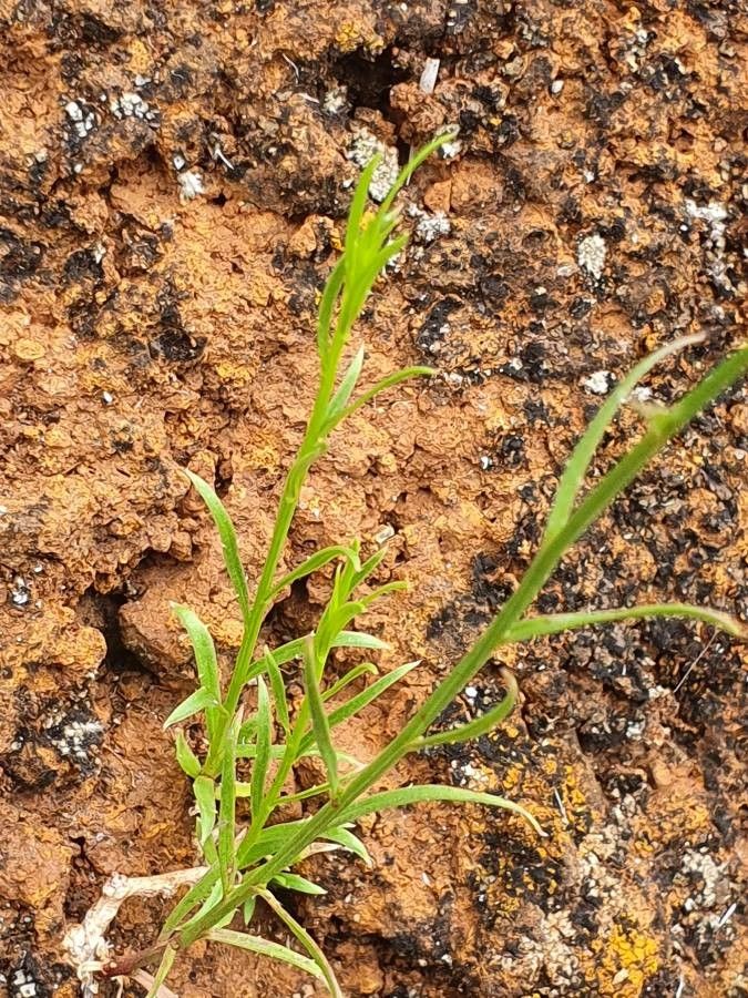 Wahlenbergia abyssinica leaf