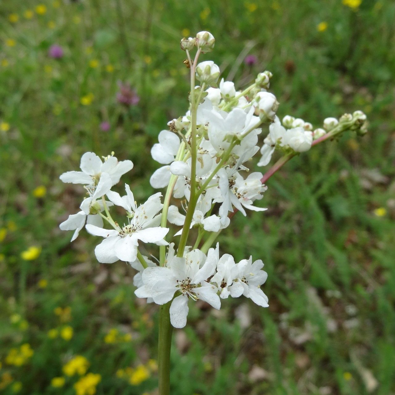 Filipendula vulgaris flower