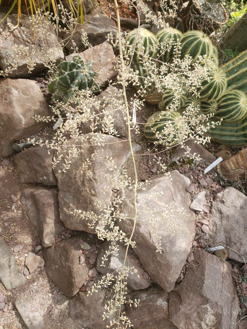 Hechtia caerulea flower