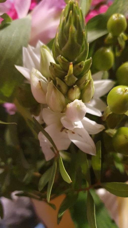 Nothoscordum borbonicum flower