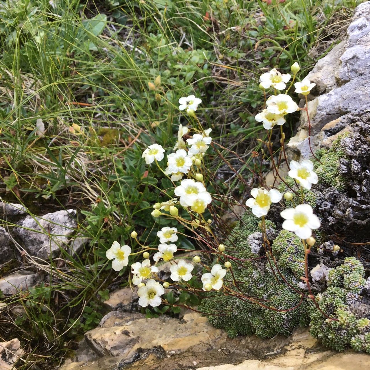 Saxifraga squarrosa habit