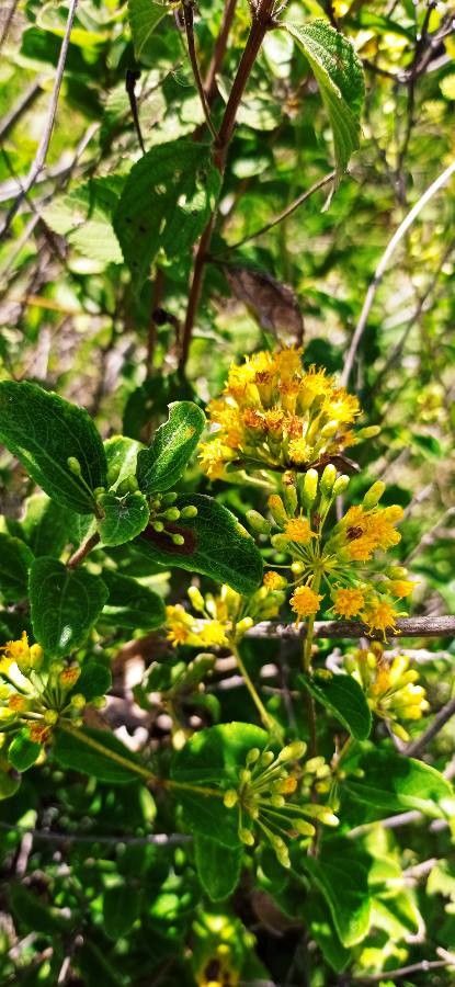 Calea prunifolia — houseplant care guide