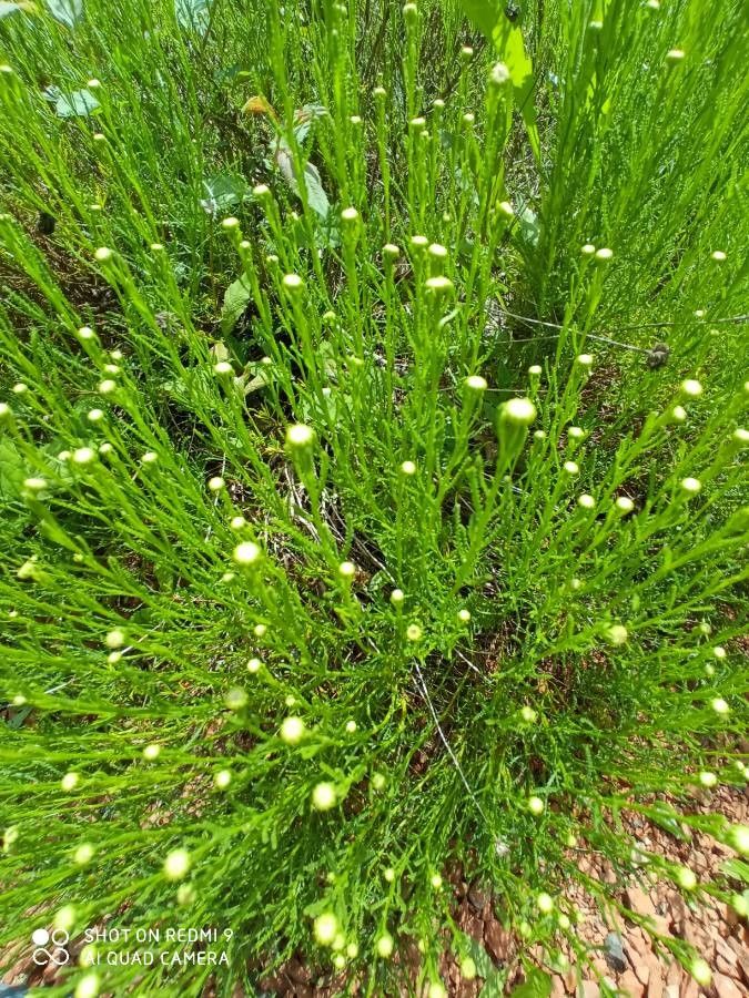 Santolina virens — search result for 'Santolina'