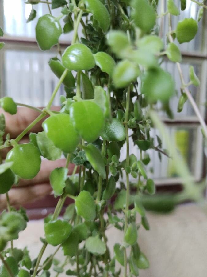 Plectranthus prostratus leaf