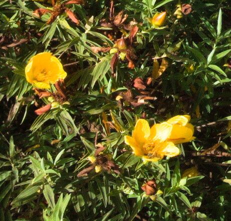 Hypericum lanceolatum flower