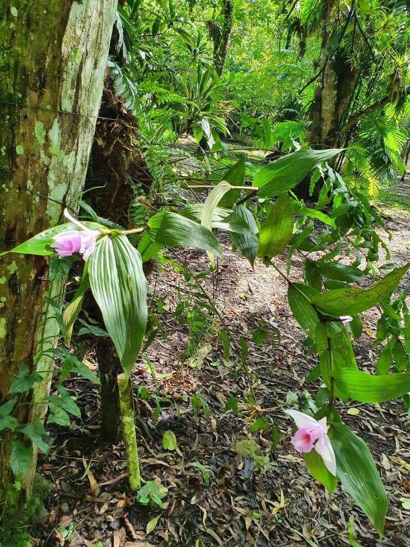 Sobralia decora leaf