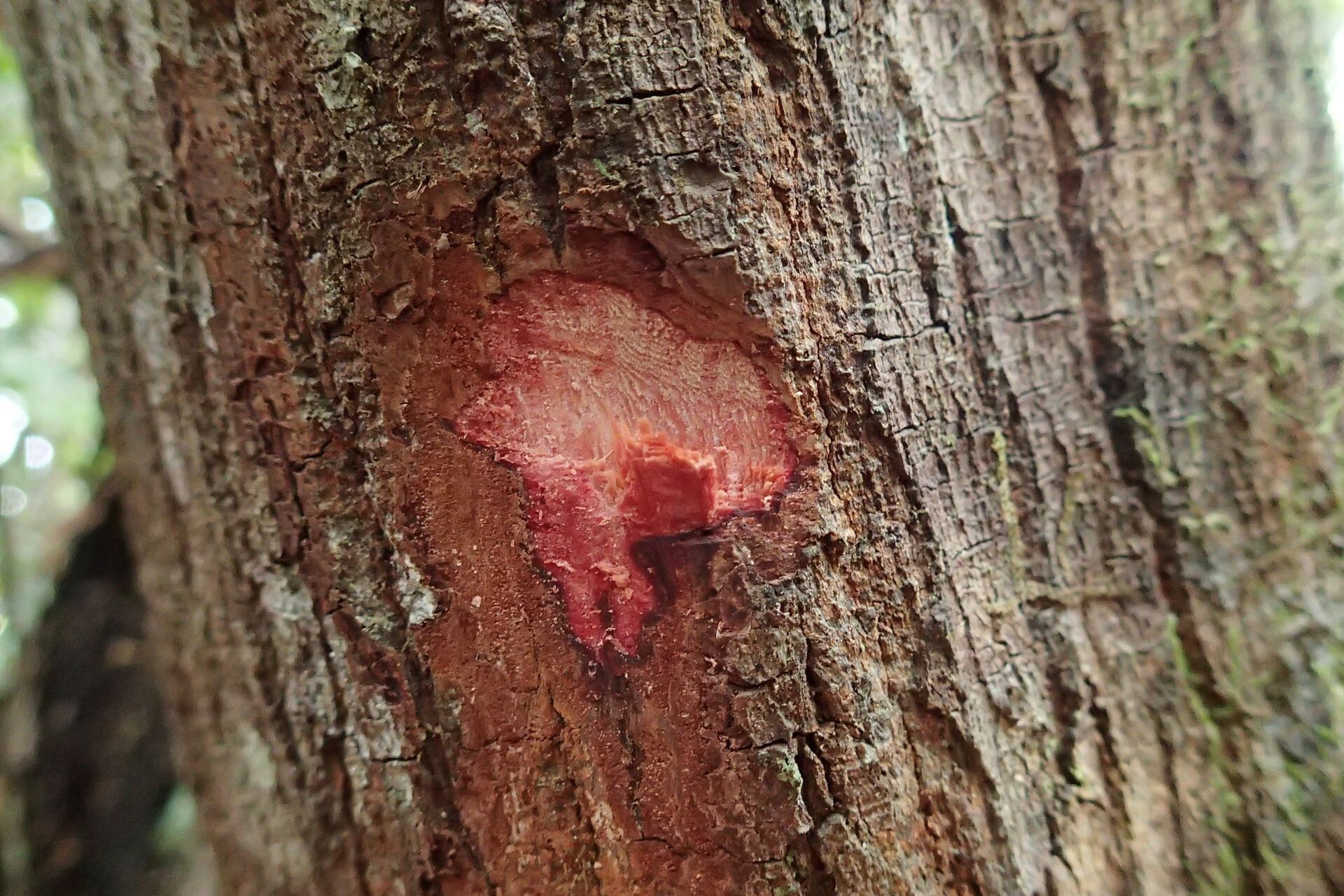 Anthocarapa nitidula bark