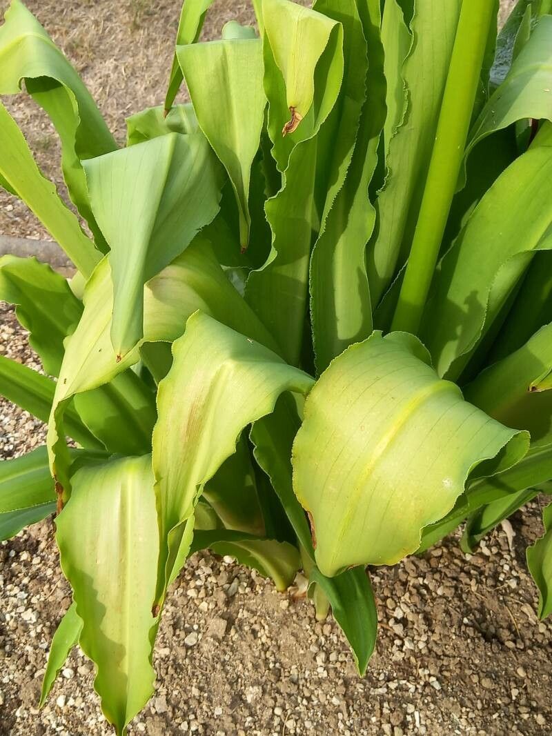 Eucomis pallidiflora — search result for 'Lesotho'