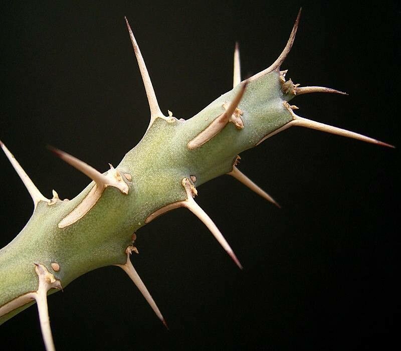 Euphorbia similiramea — houseplant care guide