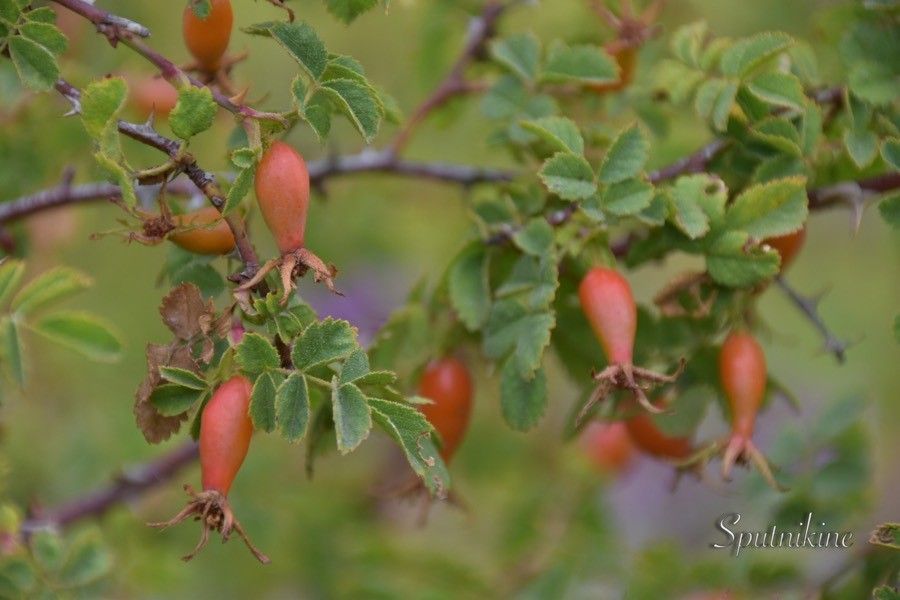 Rosa seraphinii fruit