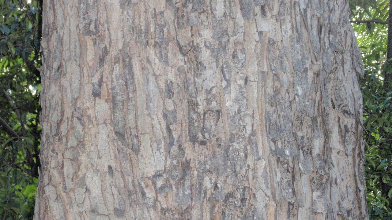 Toona ciliata bark