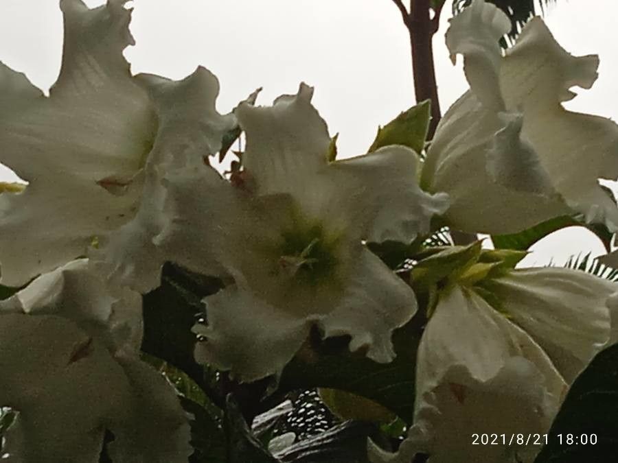 Beaumontia grandiflora flower