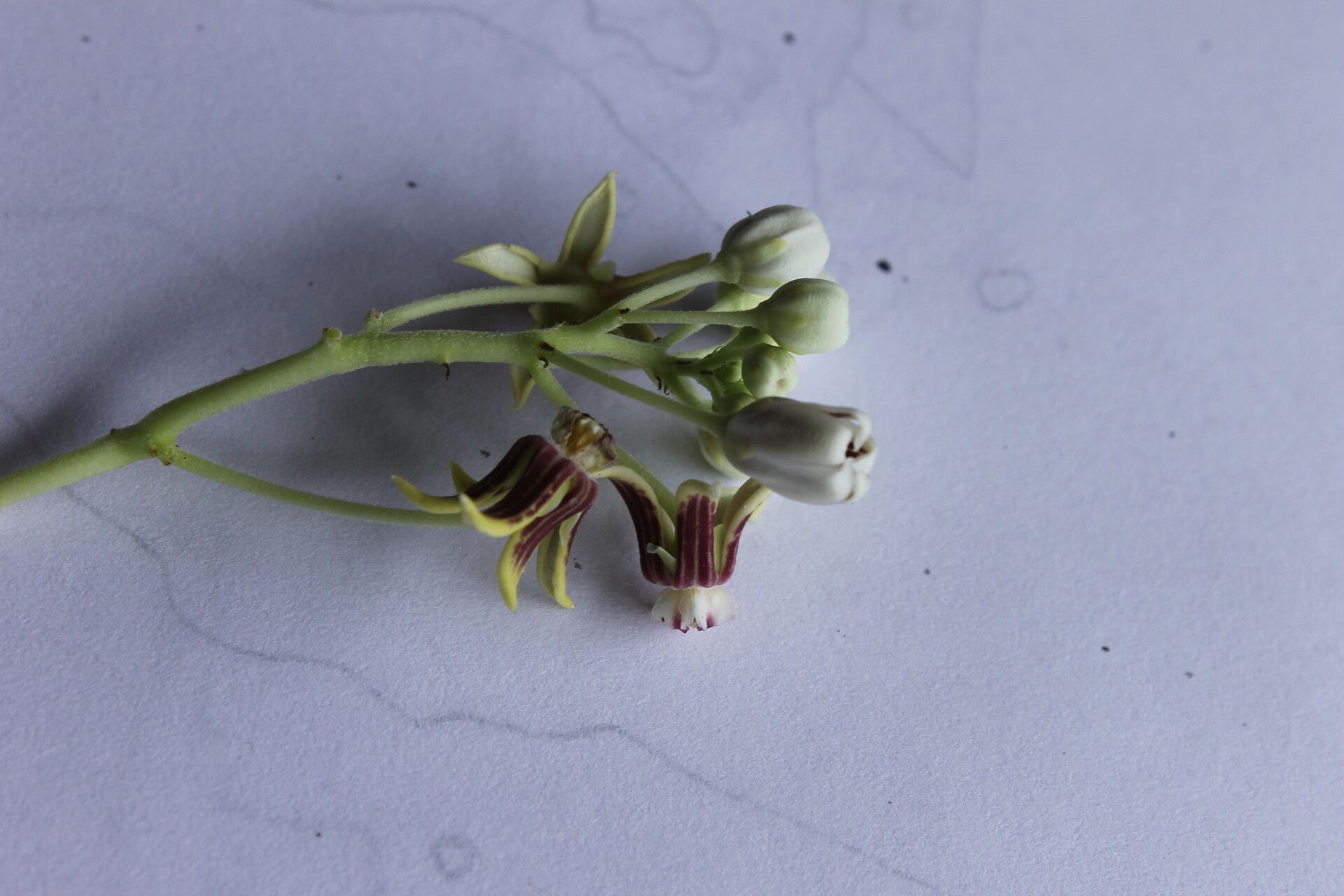 Cynanchum montevidense flower