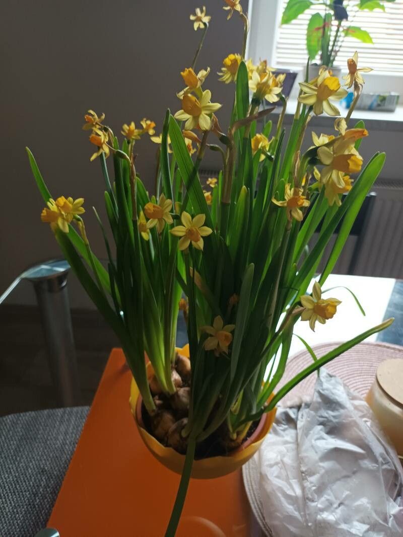 Narcissus jonquilla fruit