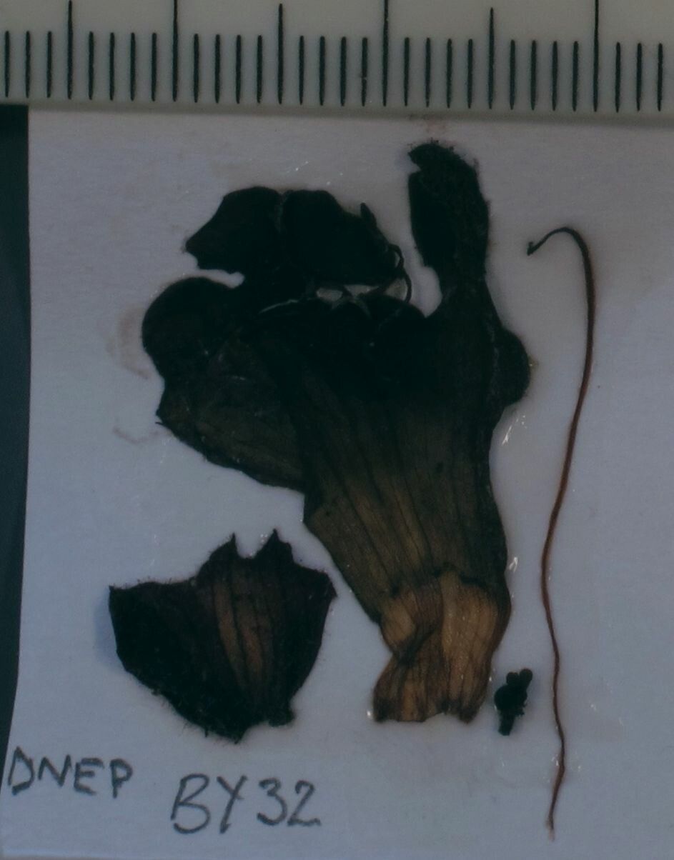 Salvia castanea other