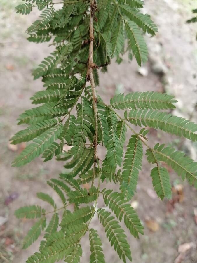 Calliandra calothyrsus — houseplant care guide