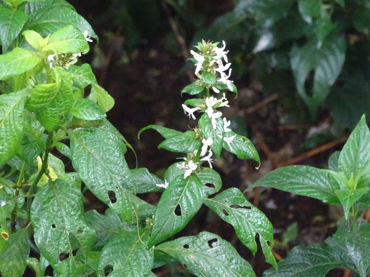 Hypoestes aristata habit
