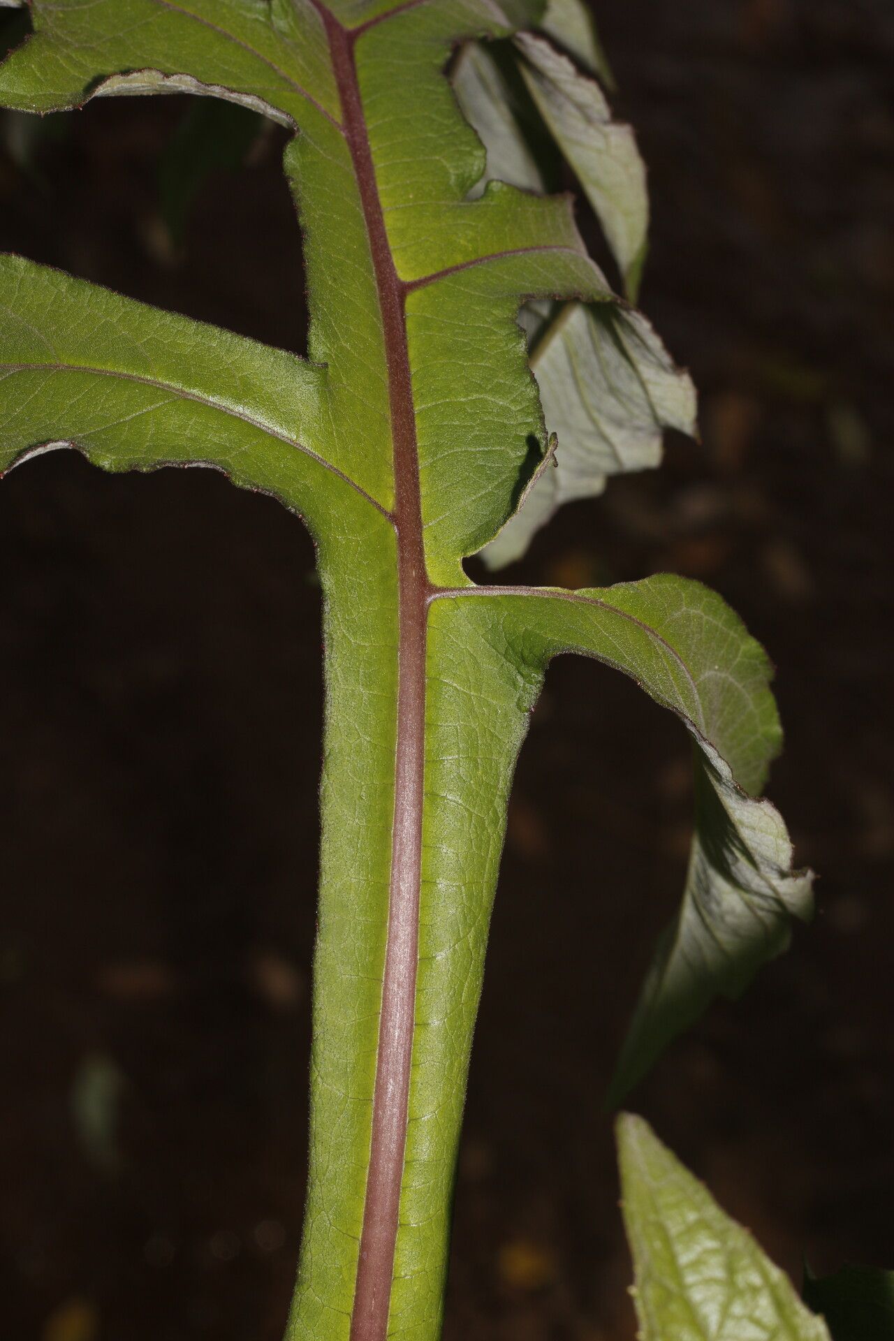 Verbesina myriocephala leaf