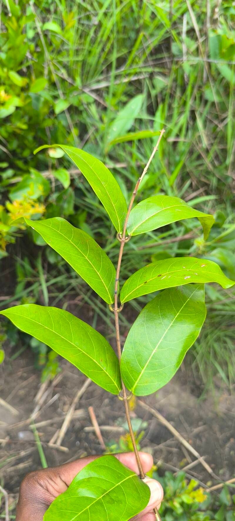 Landolphia camptoloba leaf