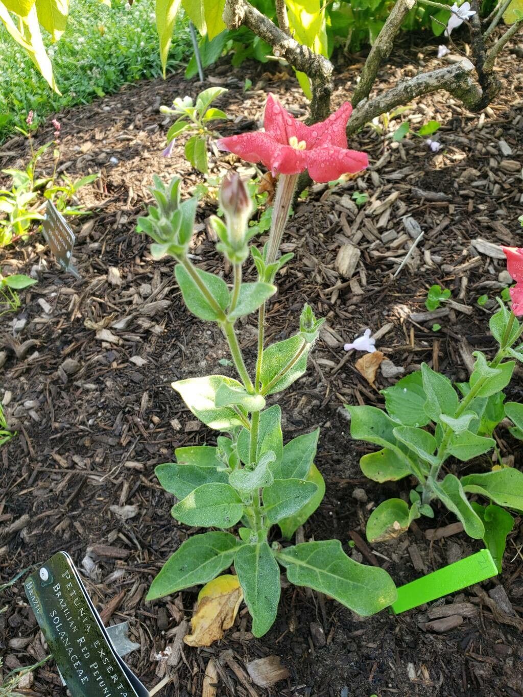 Petunia exserta habit