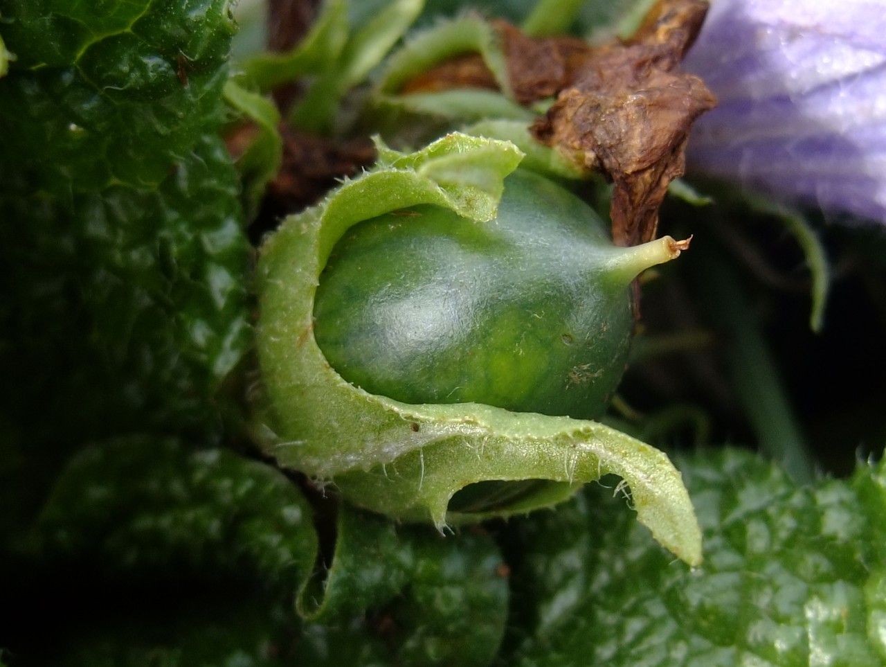 Mandragora officinalis fruit