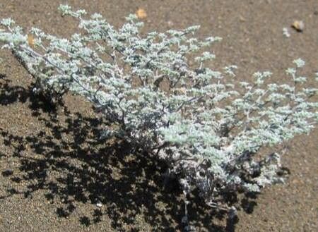 Tiquilia nesiotica habit