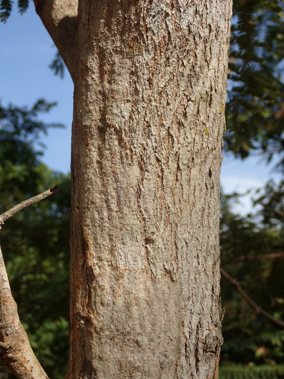 Senegalia macrostachya bark