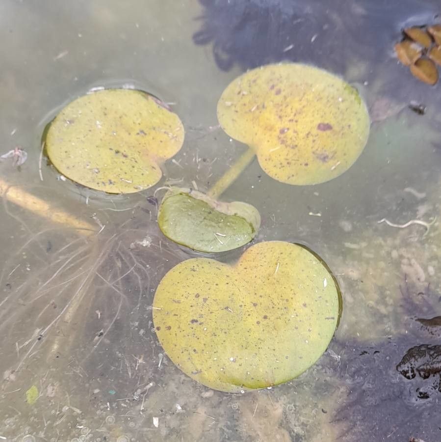 Limnobium laevigatum — search result for 'Hydrocharitaceae'