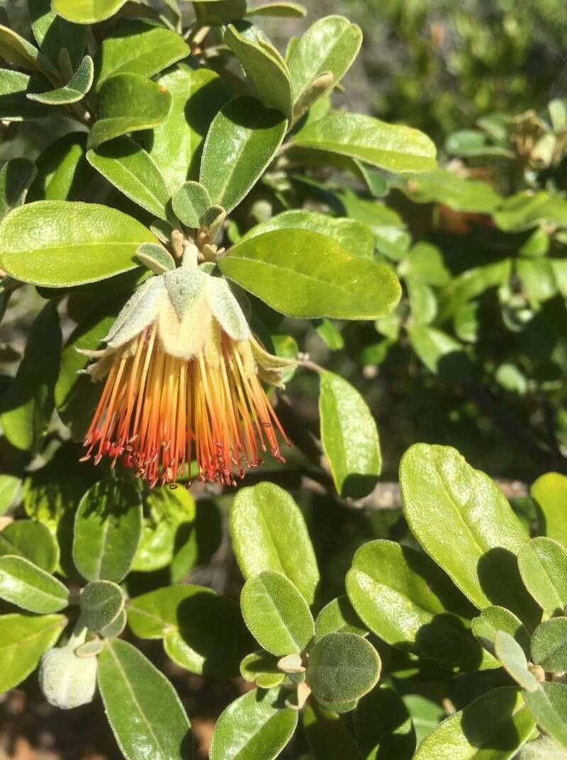 Diplolaena dampieri — search result for 'Rutaceae'