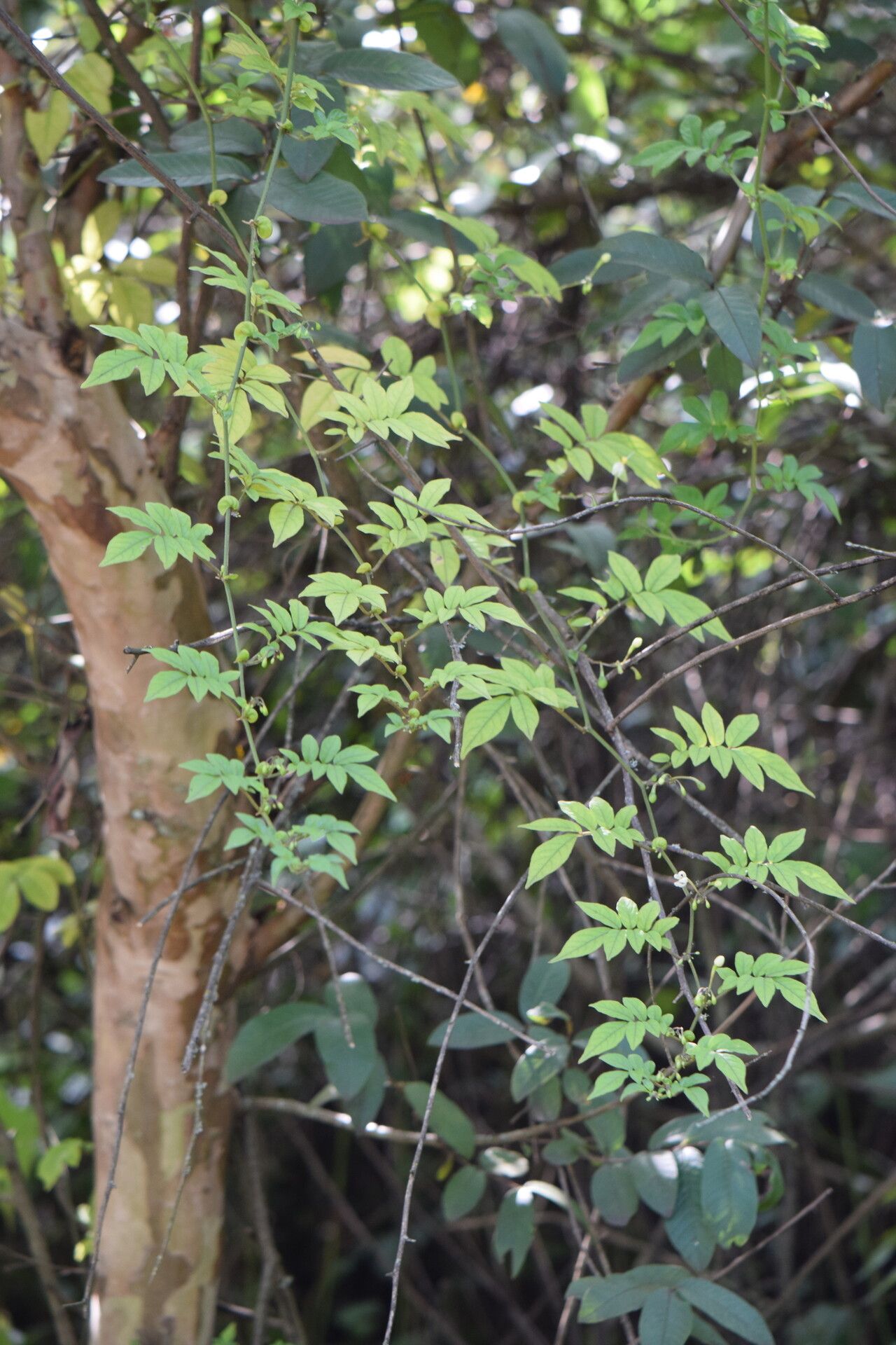Solanum skutchii habit