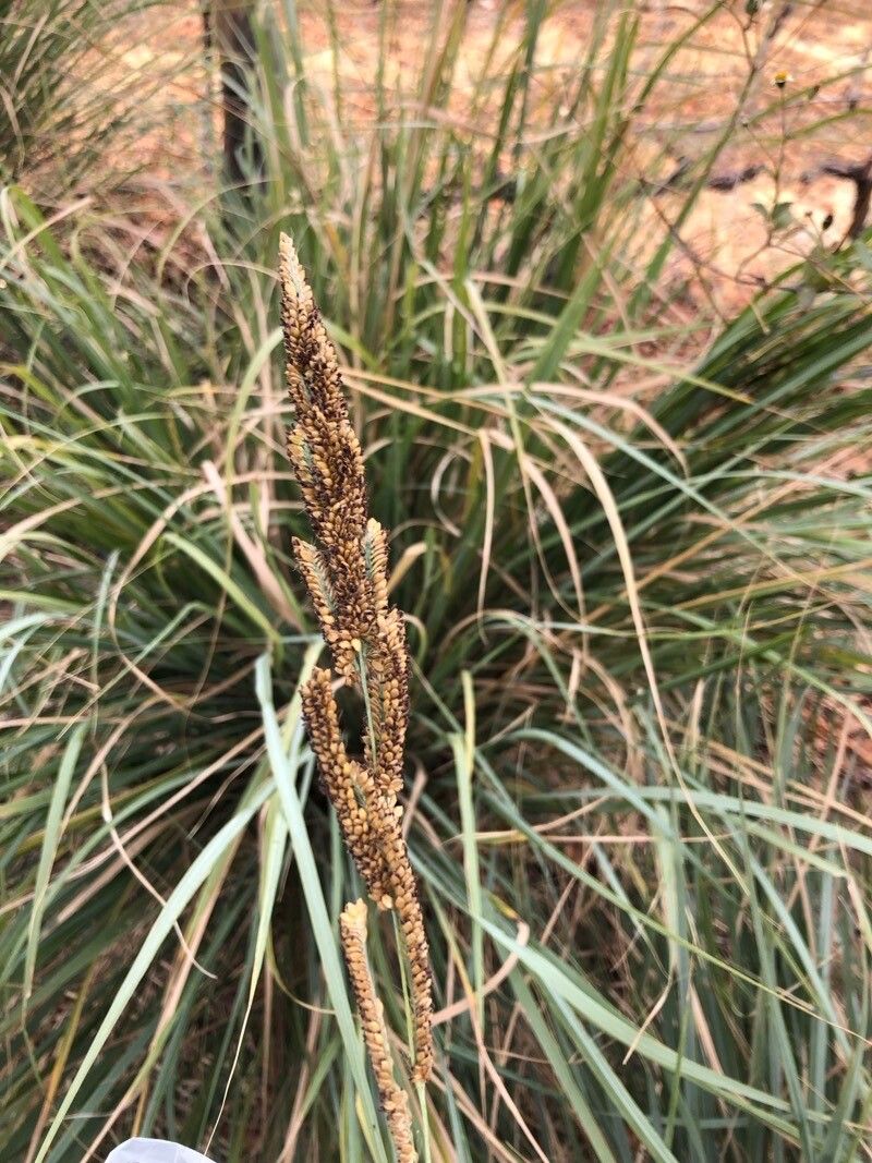 Paspalum quadrifarium fruit