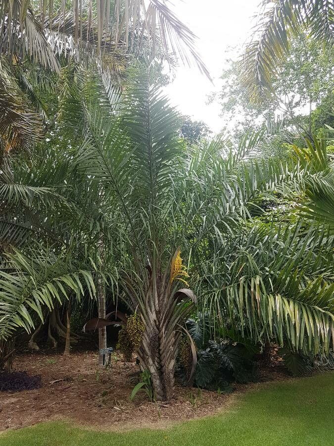 Syagrus oleracea habit