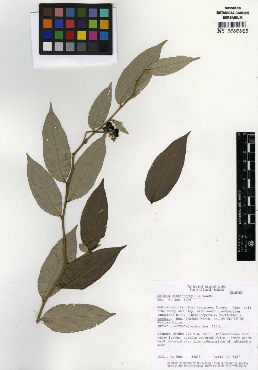 Solanum distichophyllum — houseplant care guide